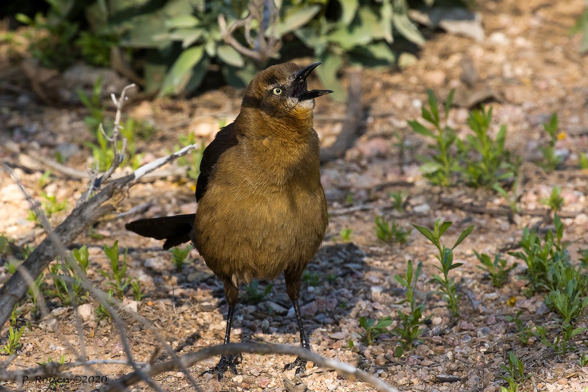 Great-tailed Grackle - Paul Roisen