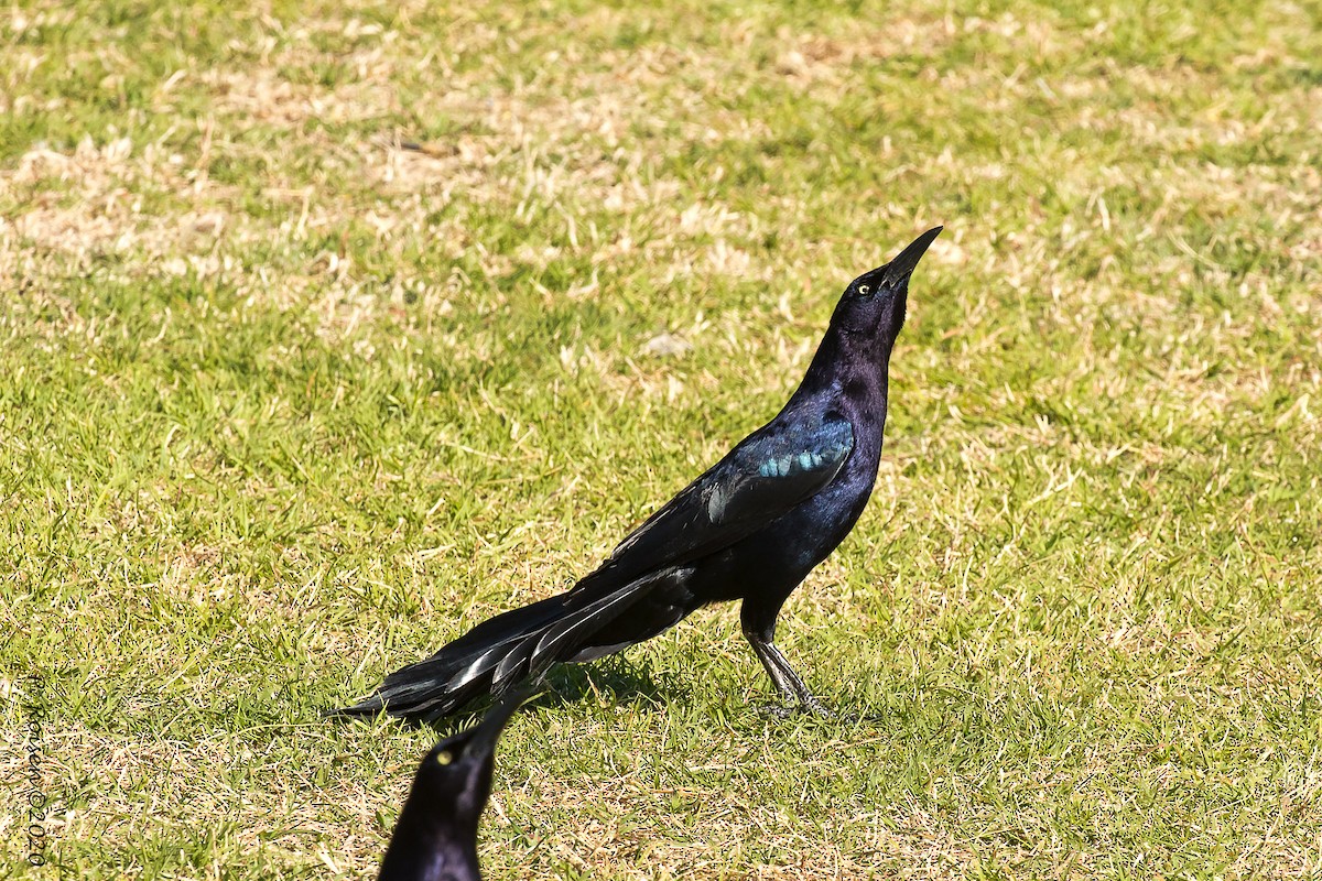 Great-tailed Grackle - ML620695934