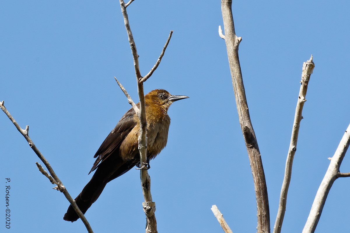 Great-tailed Grackle - ML620695935