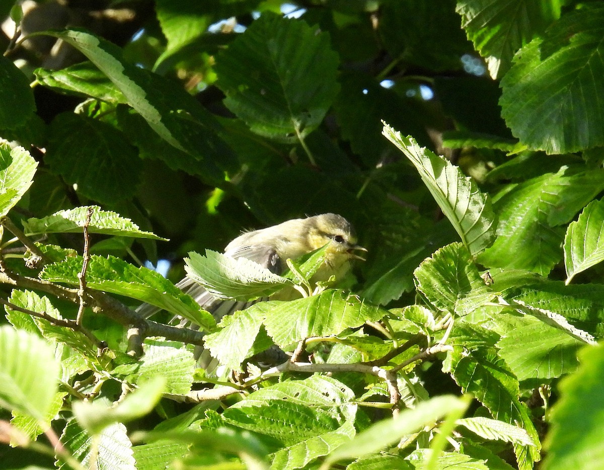 Eurasian Blue Tit - ML620695956