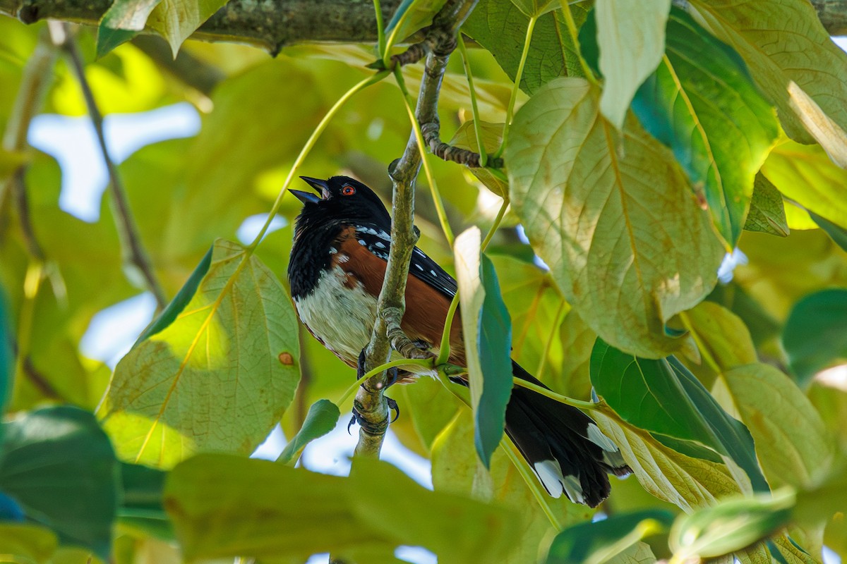 Spotted Towhee (maculatus Group) - ML620695957