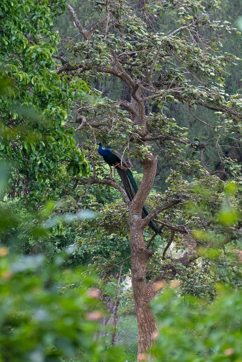 Indian Peafowl - ML620695958