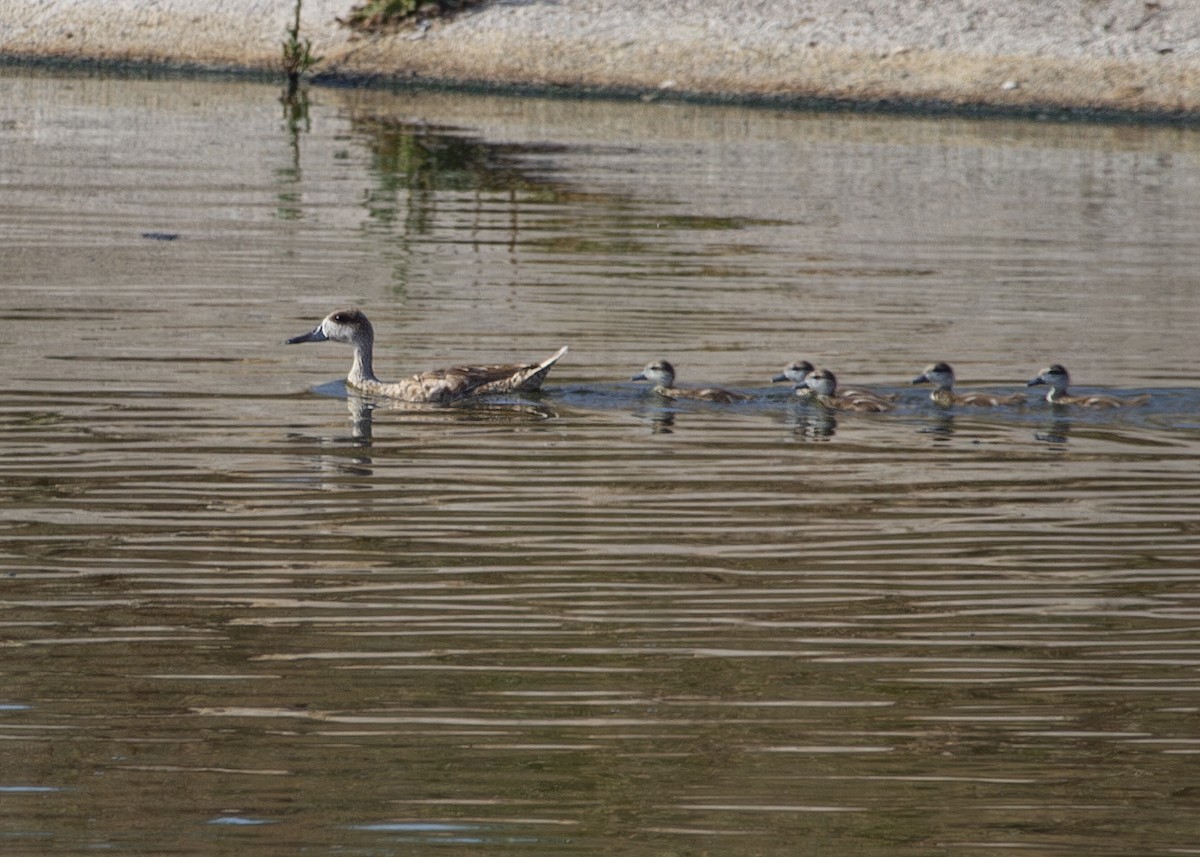 Marbled Duck - ML620695960