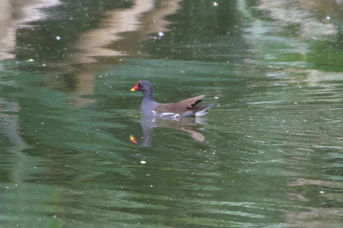 Eurasian Moorhen - Jin Bai