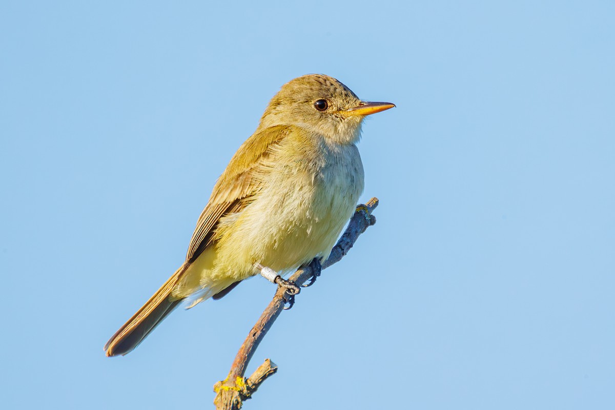 Willow Flycatcher - ML620695967