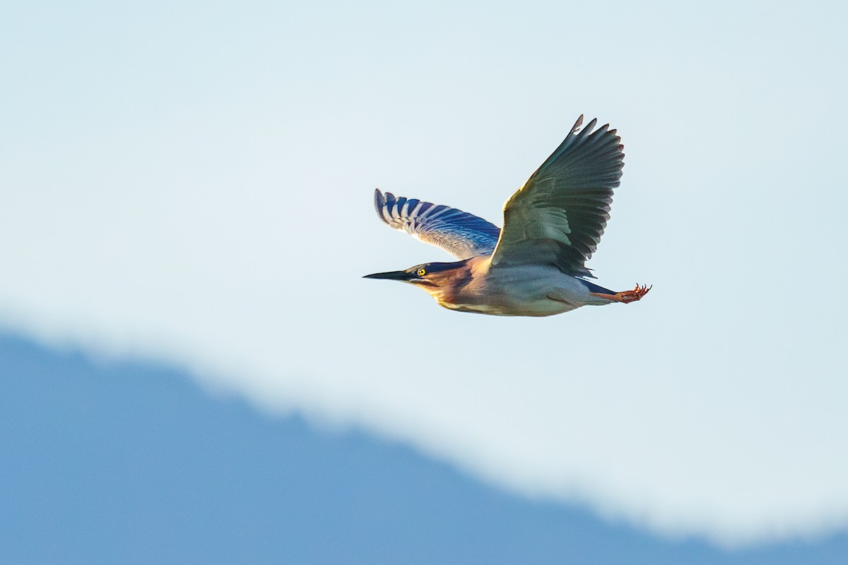 Green Heron - ML620695968