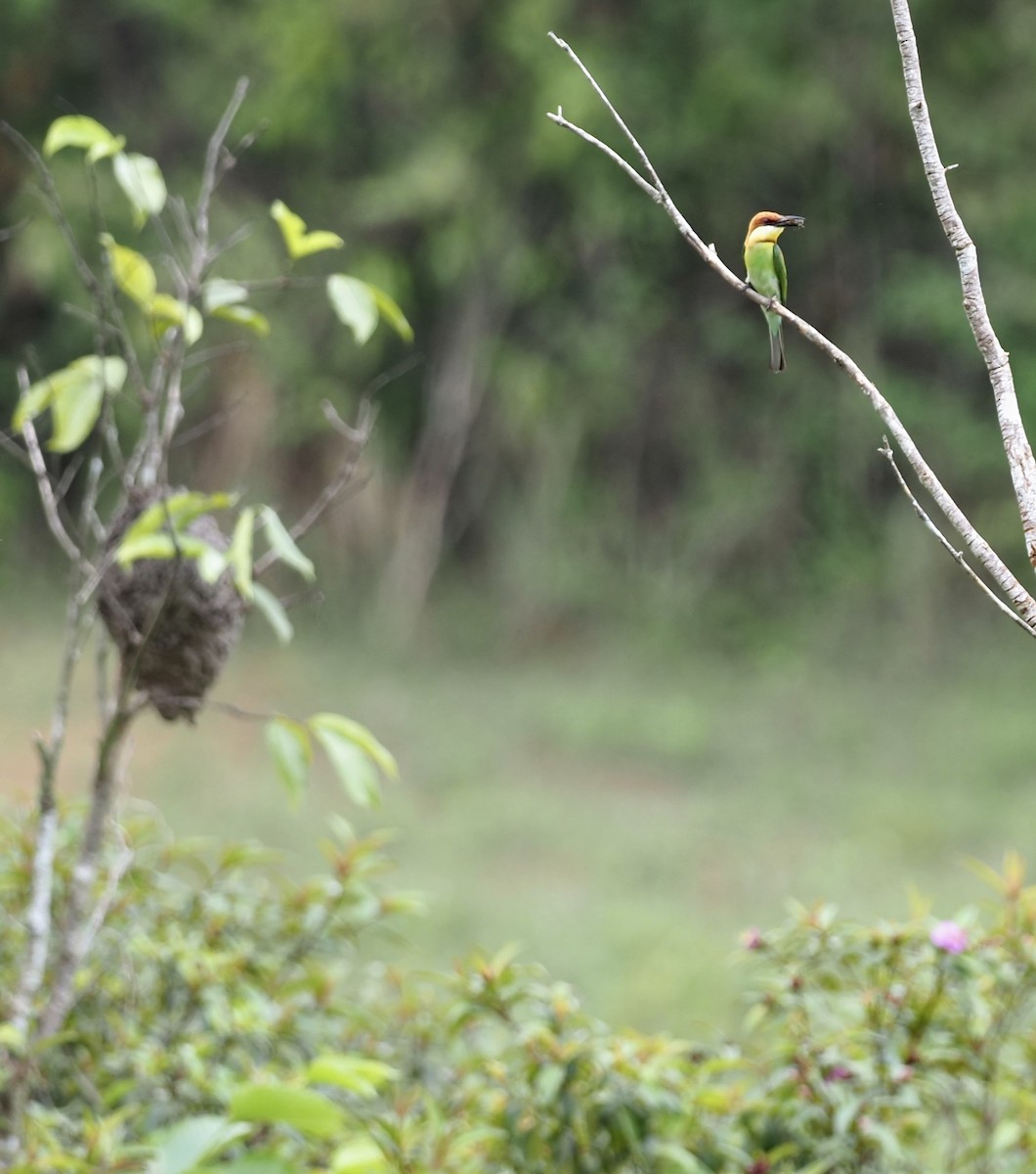 Chestnut-headed Bee-eater - ML620695969