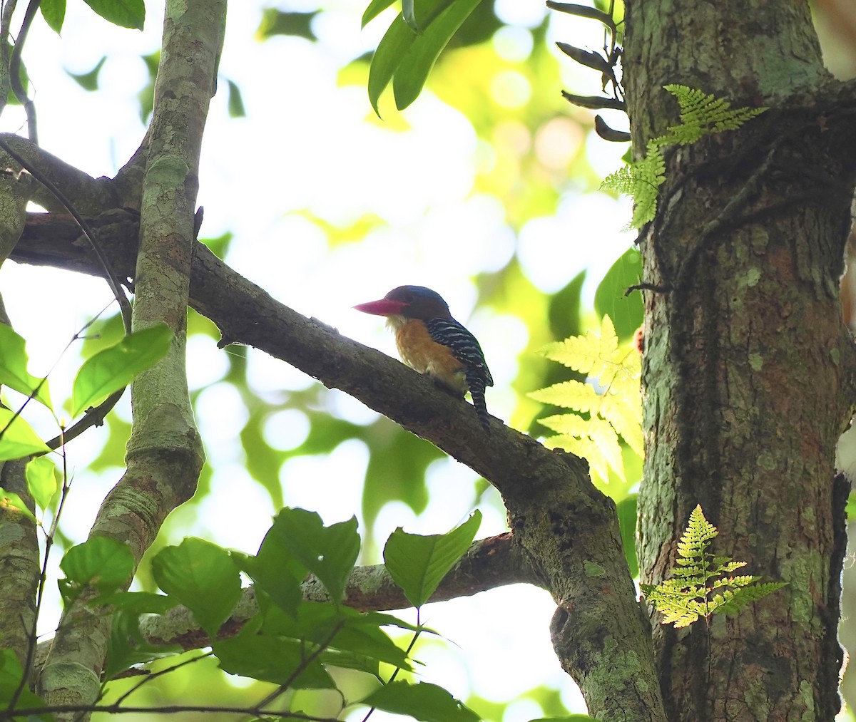 Banded Kingfisher - ML620695970