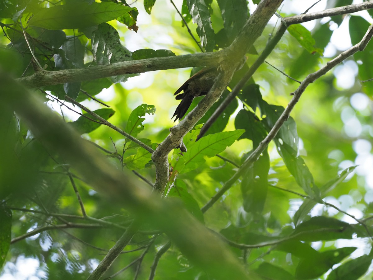 Chestnut-headed Bee-eater - ML620695972