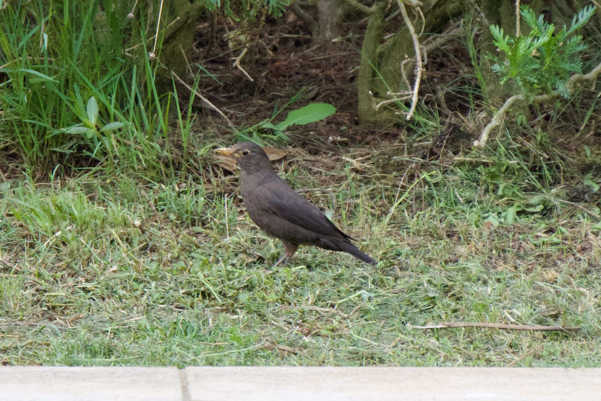 Chinese Blackbird - ML620695975