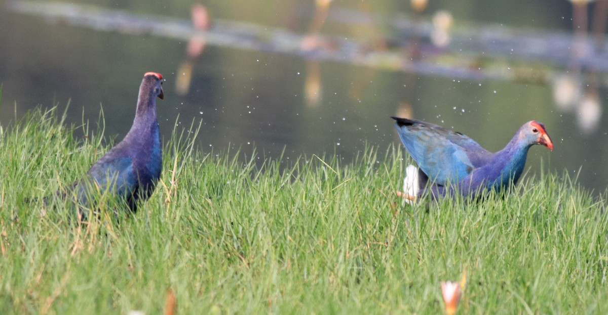 Gray-headed Swamphen - ML620695976