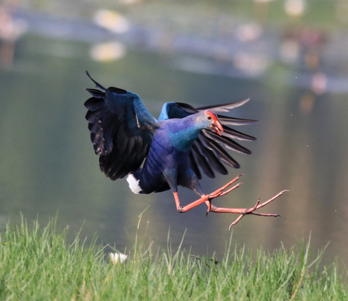 Gray-headed Swamphen - ML620695979