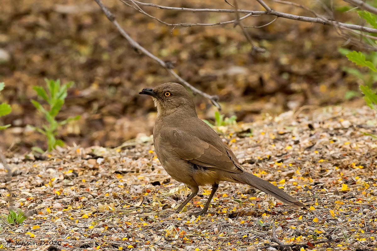 Abert's Towhee - ML620695983