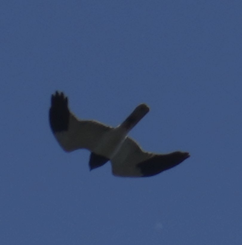 Pied Harrier - ML620695984