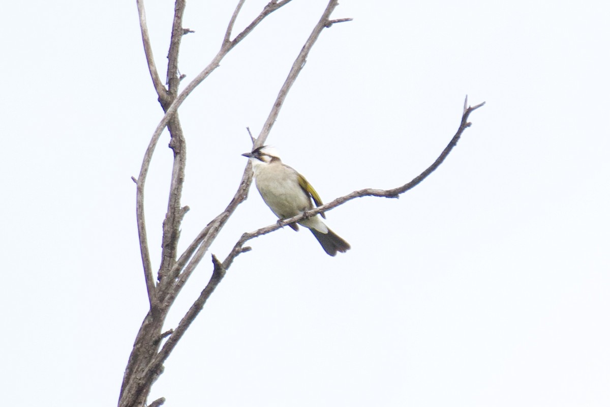 Light-vented Bulbul - ML620695985