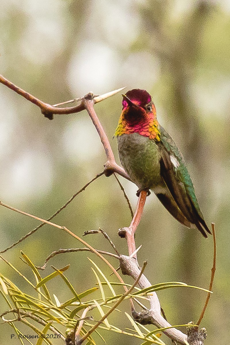 Anna's Hummingbird - ML620695986