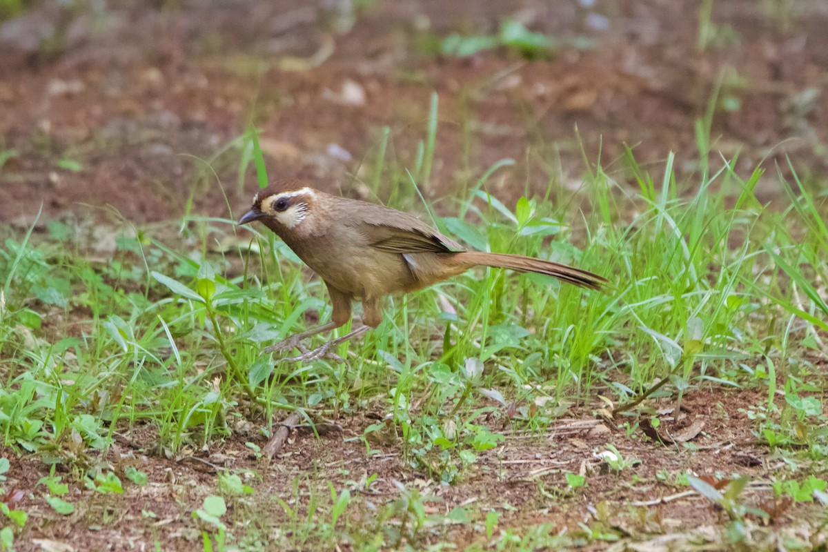 White-browed Laughingthrush - ML620695989