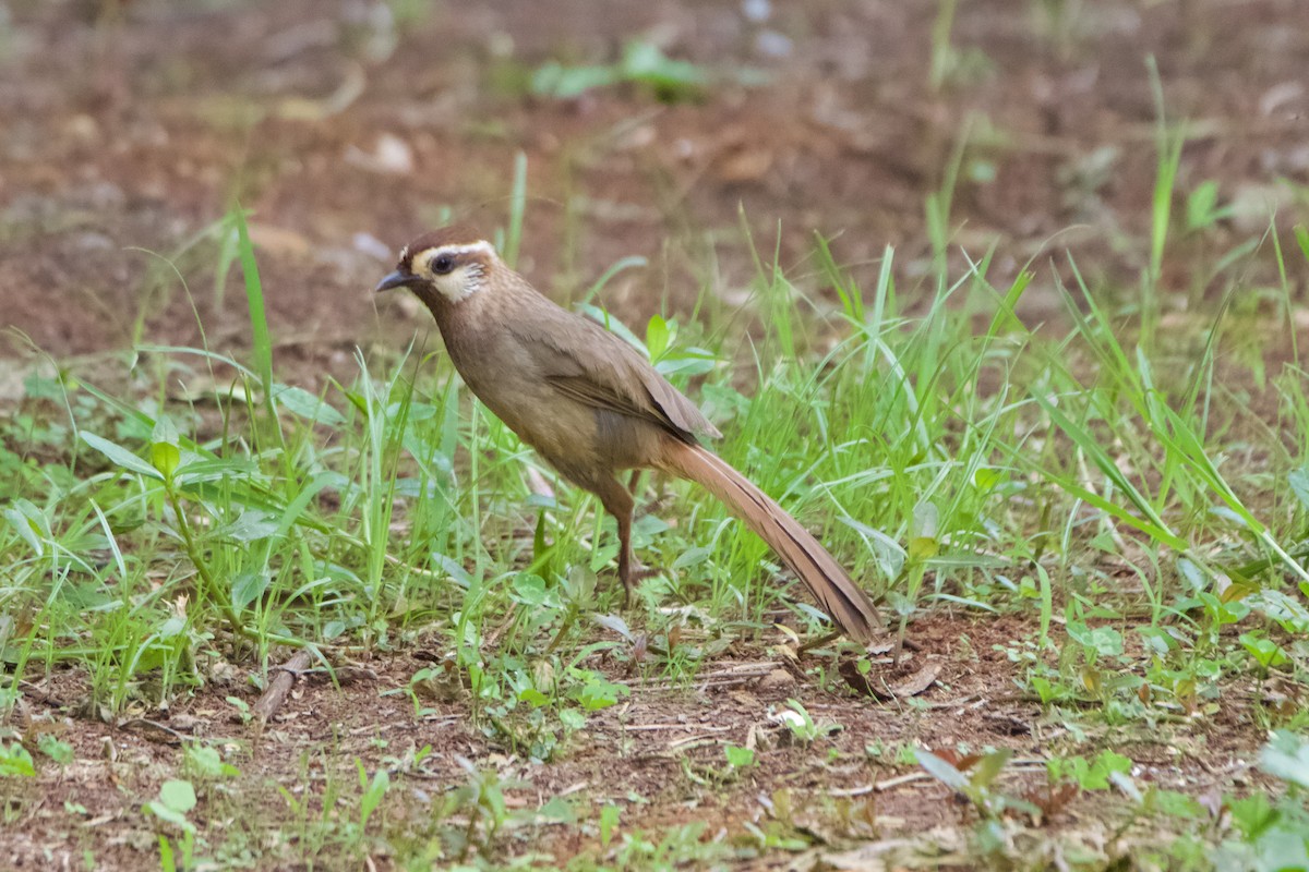 White-browed Laughingthrush - ML620695990