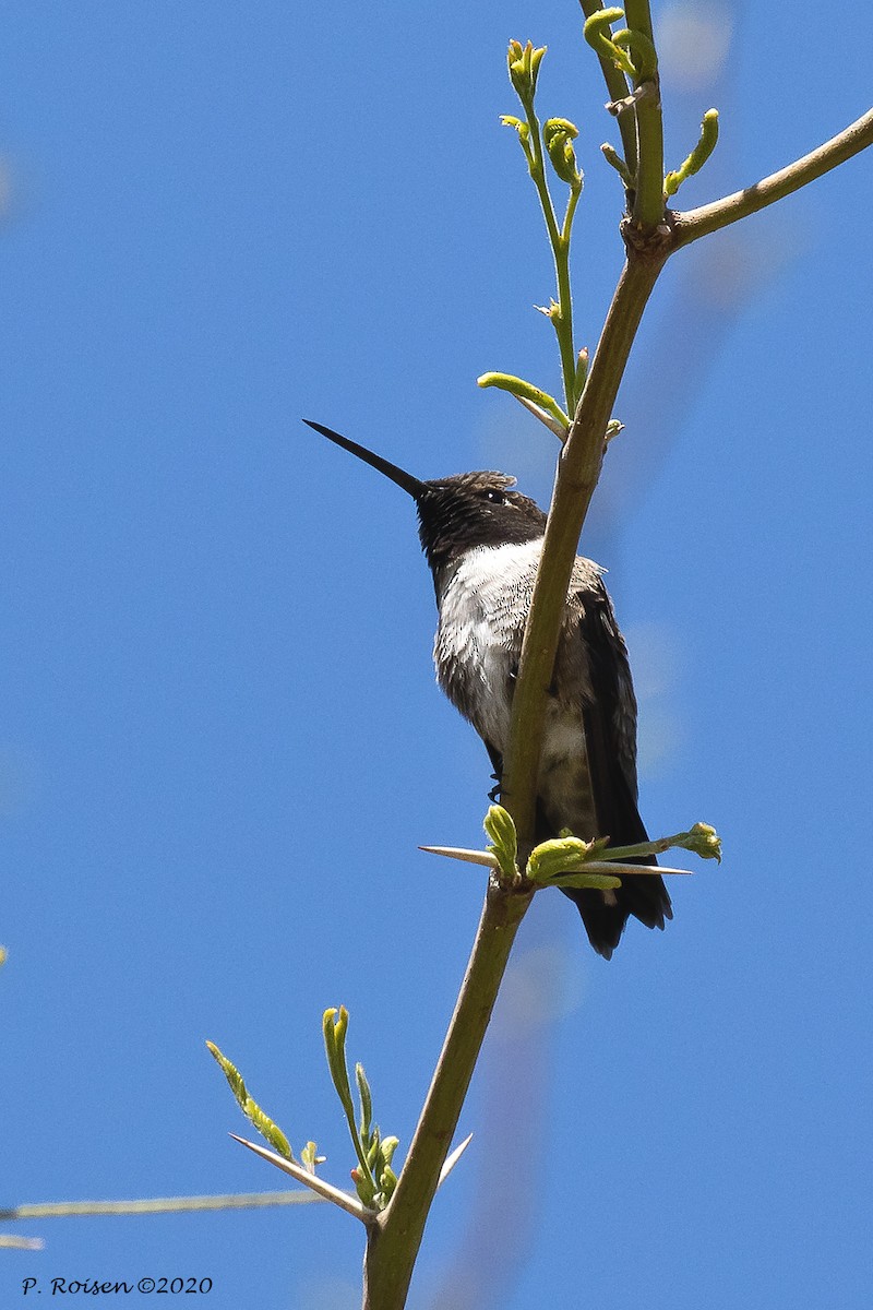 Black-chinned Hummingbird - ML620695992