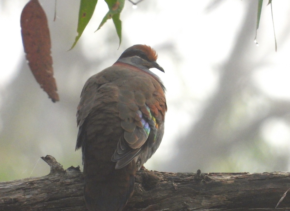 Brush Bronzewing - ML620695993