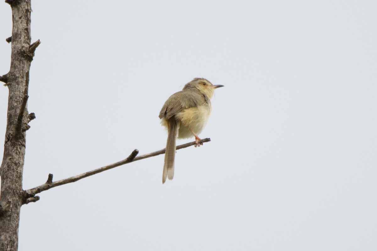 Prinia Sencilla - ML620695994