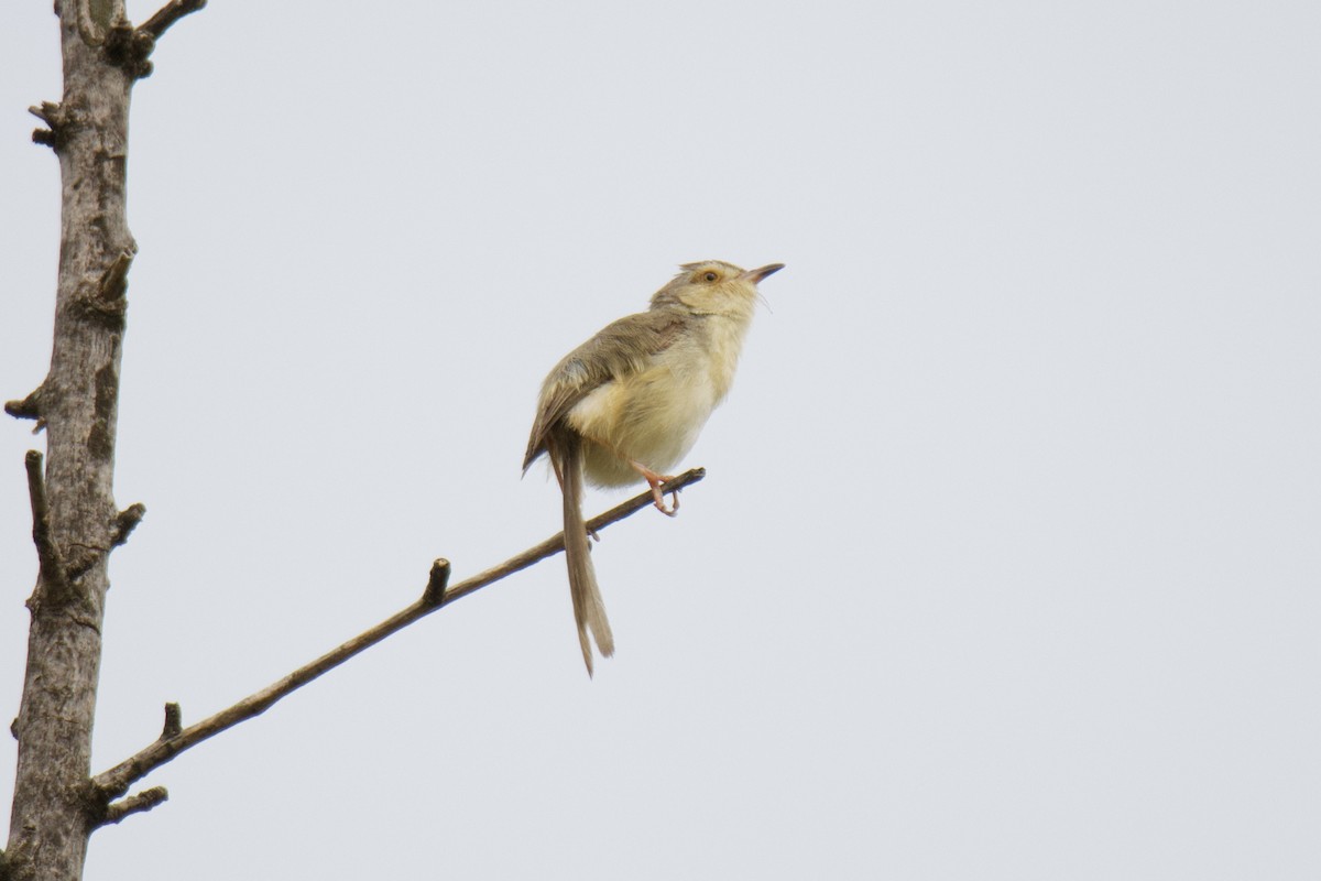 Plain Prinia - ML620695995