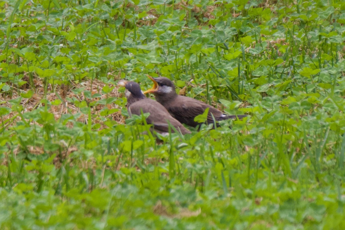 White-cheeked Starling - ML620695997