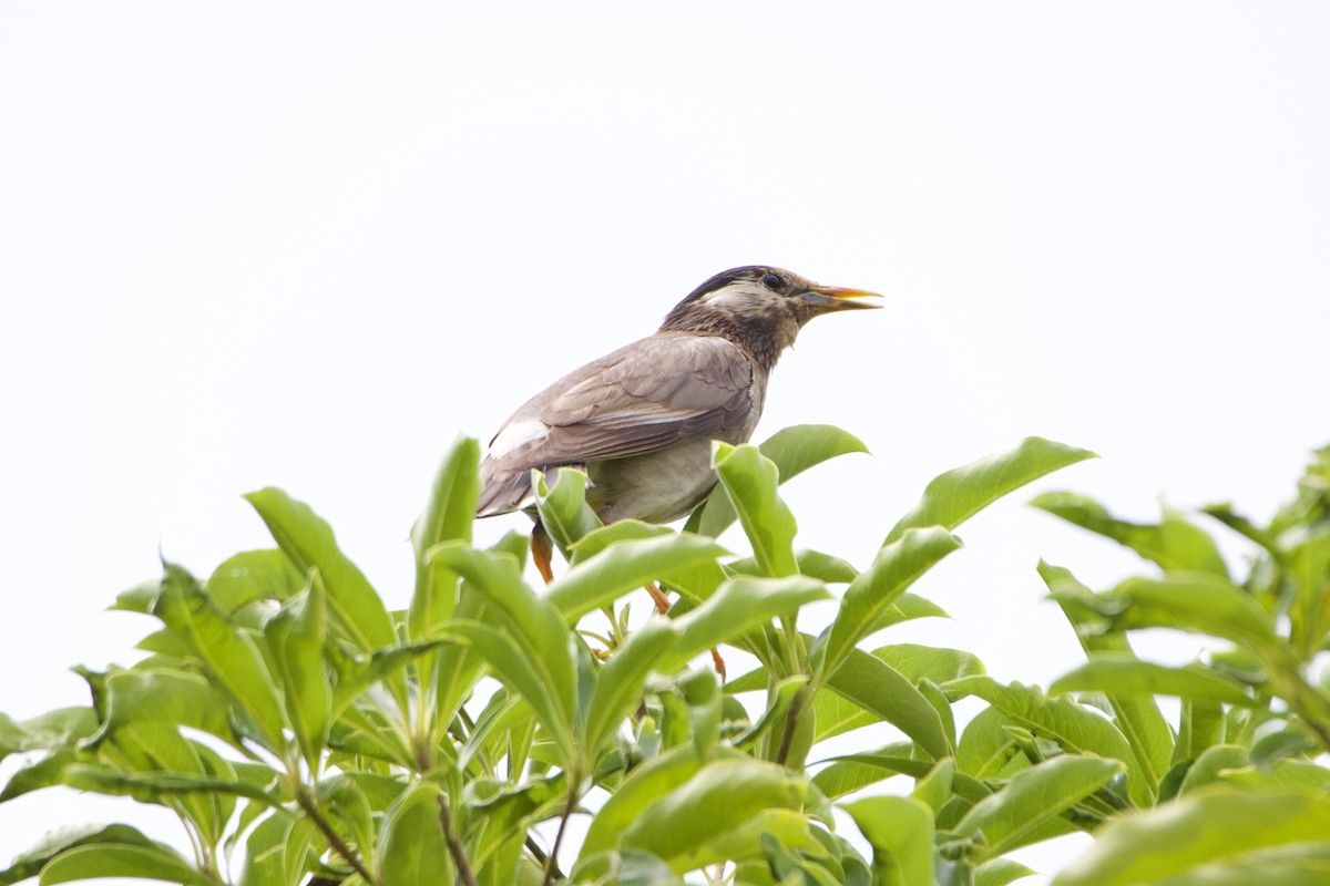 White-cheeked Starling - ML620695999