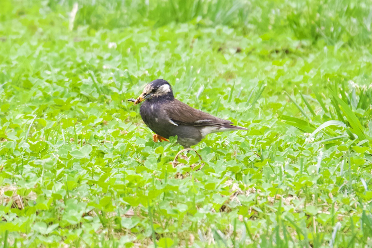 White-cheeked Starling - ML620696000