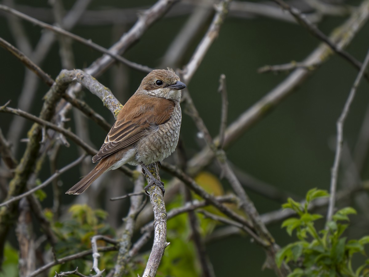 Red-backed Shrike - Radek Papranec