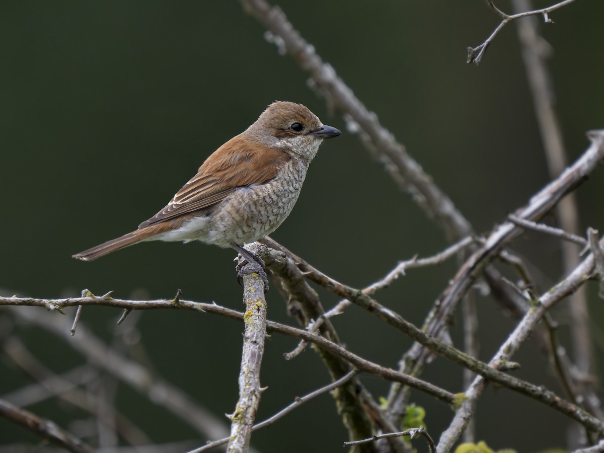 Red-backed Shrike - ML620696005