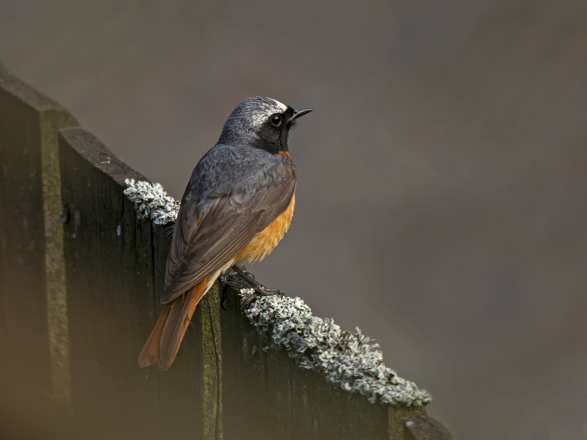 Common Redstart - ML620696007