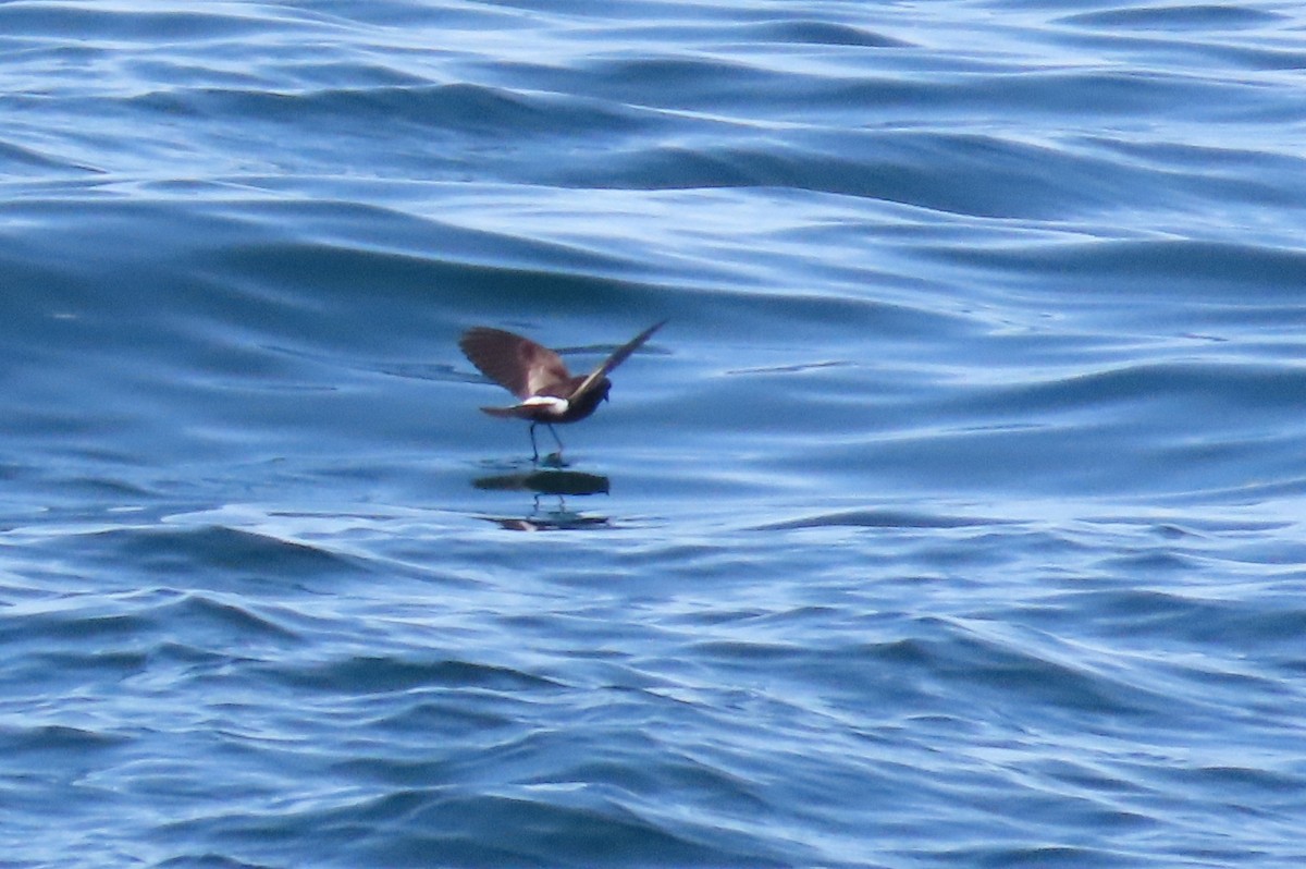 Wilson's Storm-Petrel - ML620696009