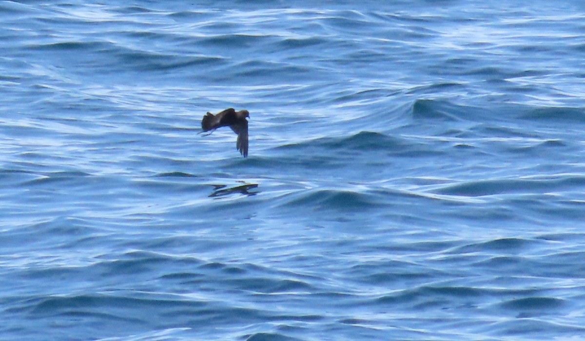 Wilson's Storm-Petrel - ML620696010