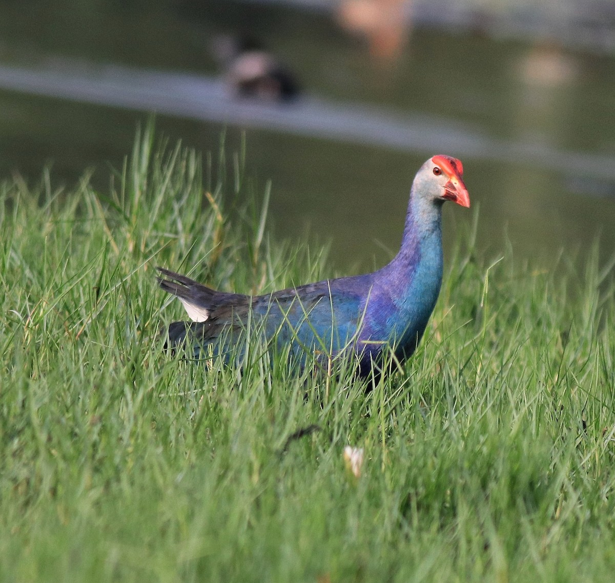 Gray-headed Swamphen - ML620696017