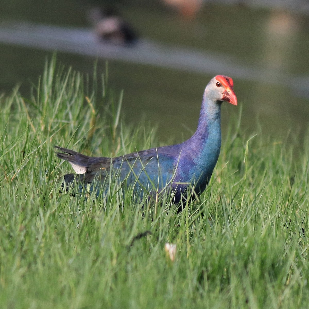 Gray-headed Swamphen - ML620696018