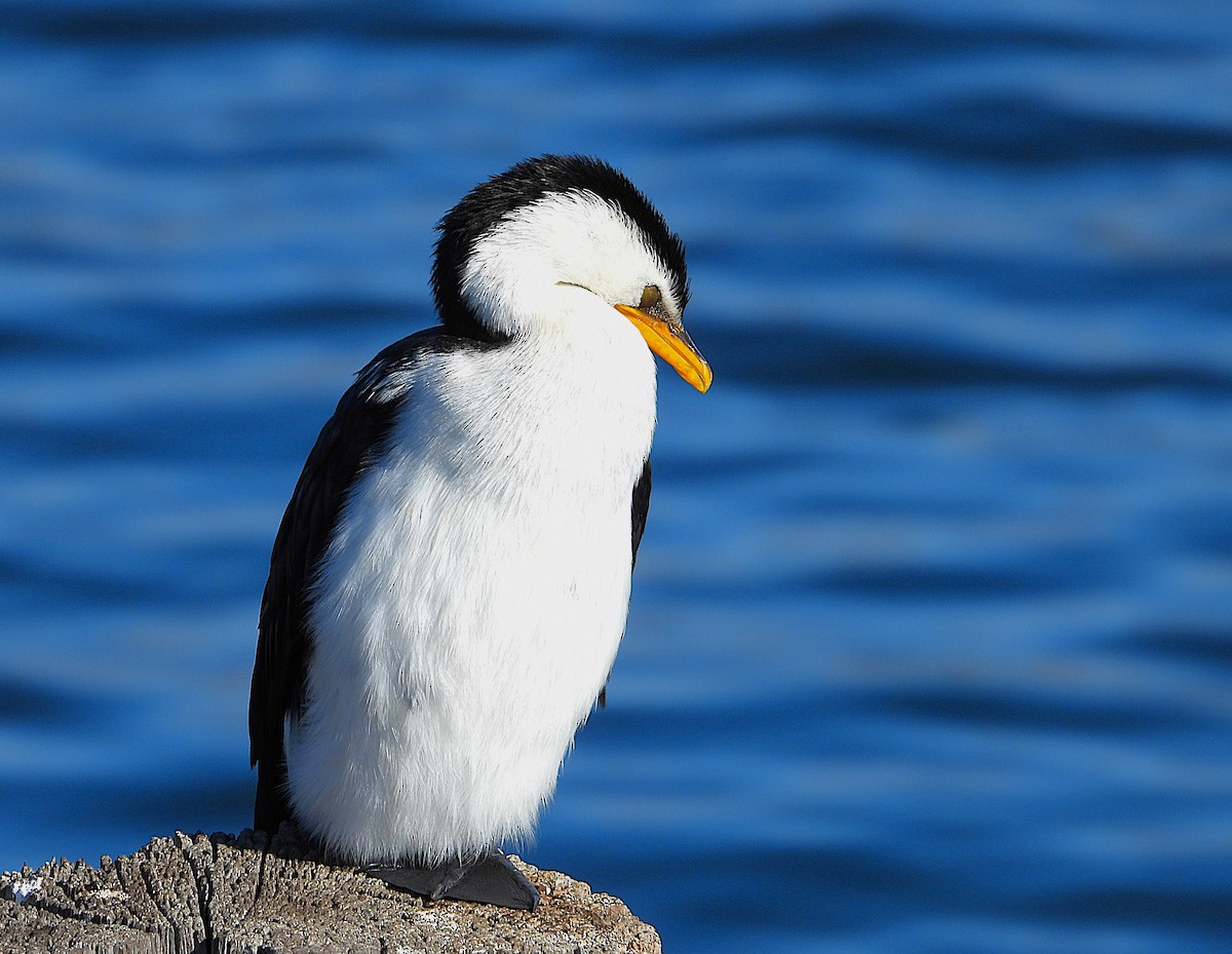 Little Pied Cormorant - ML620696020