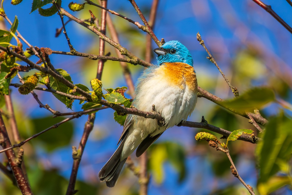 Lazuli Bunting - ML620696023