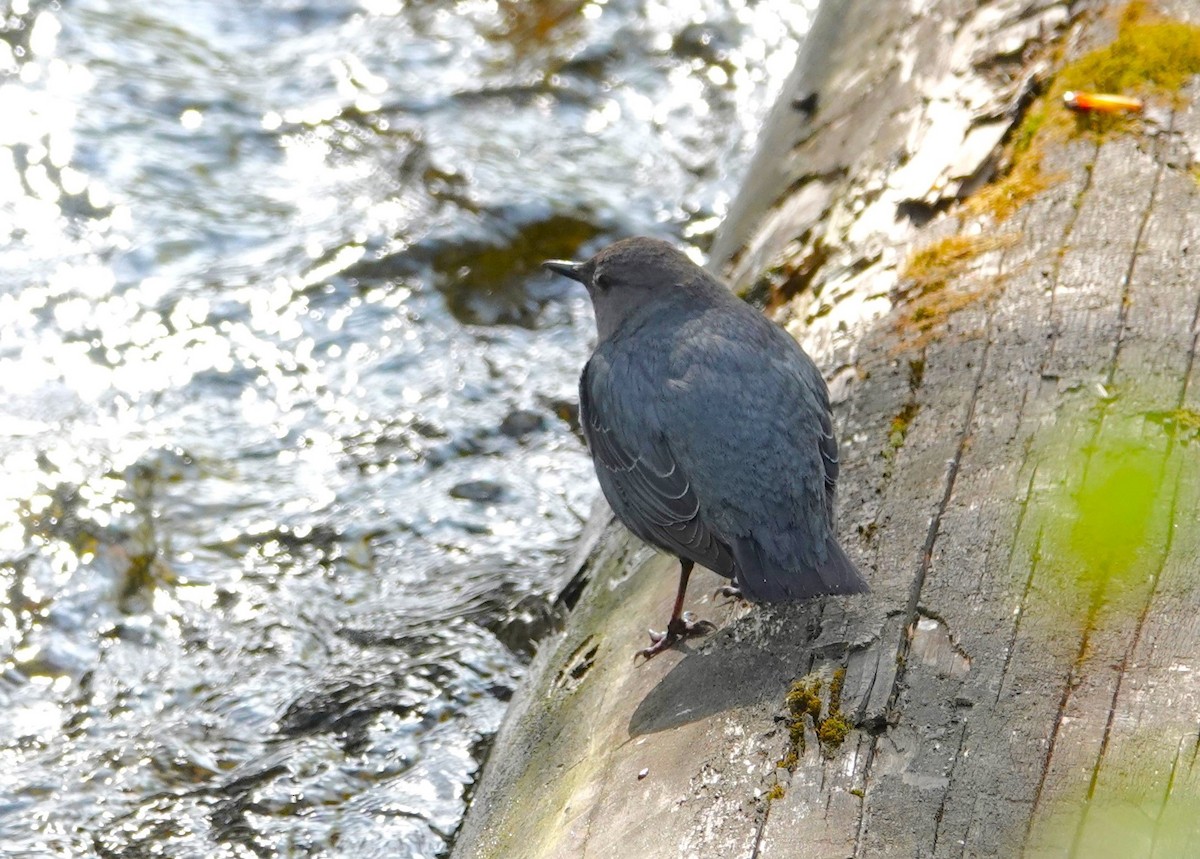 American Dipper - Doug Willick