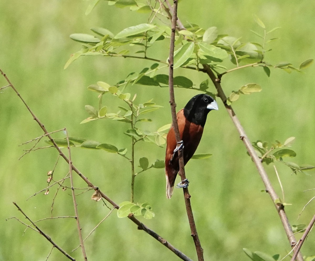 Chestnut Munia - ML620696029