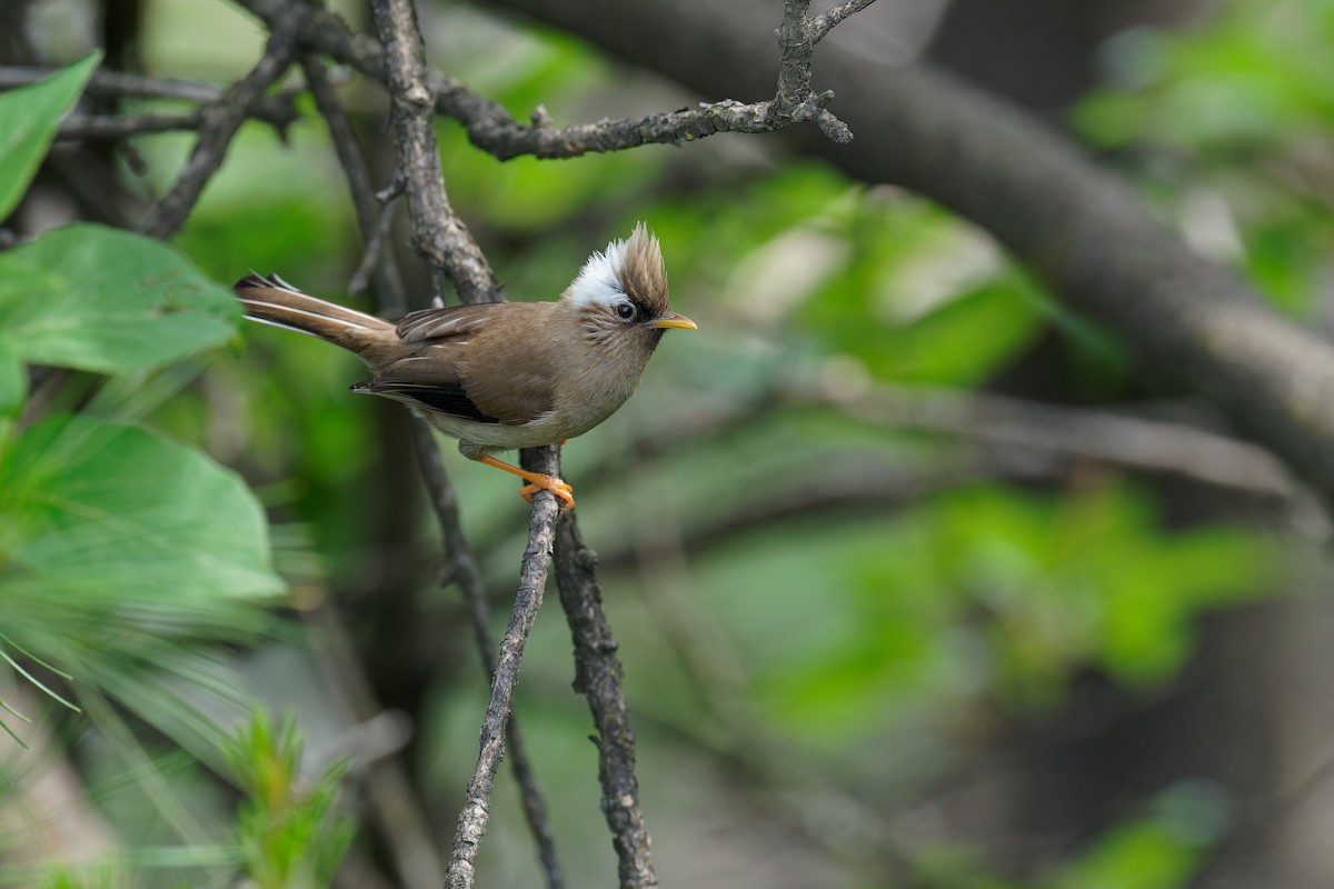 White-collared Yuhina - ML620696033