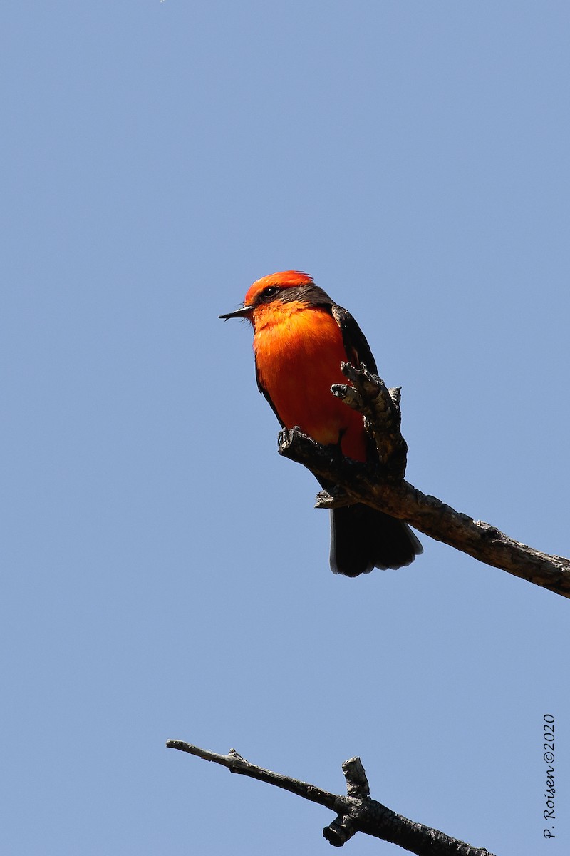 Vermilion Flycatcher - ML620696037