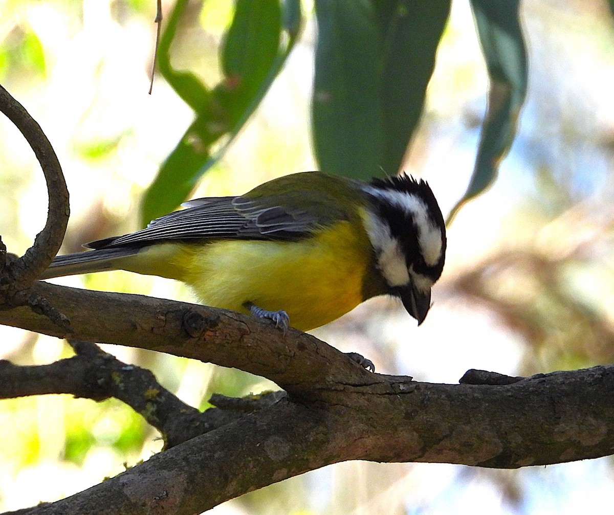 Eastern Shrike-tit - Gordon Rich