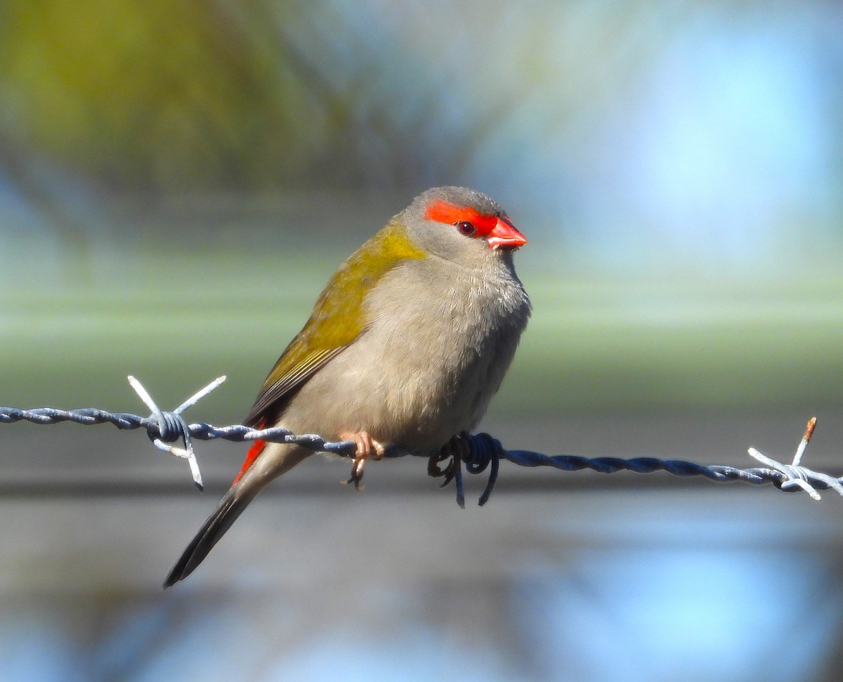 Red-browed Firetail - ML620696039