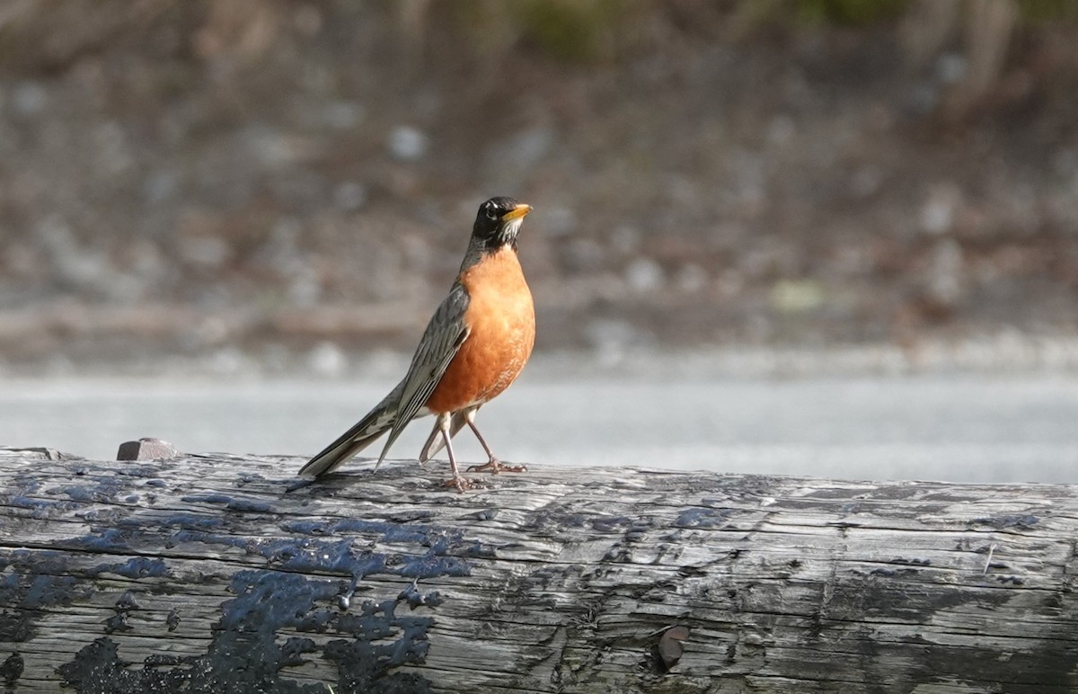 American Robin - ML620696043