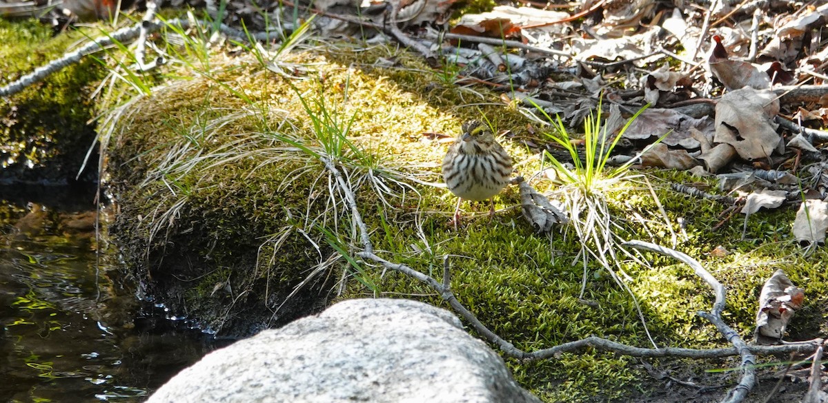 Savannah Sparrow - ML620696046