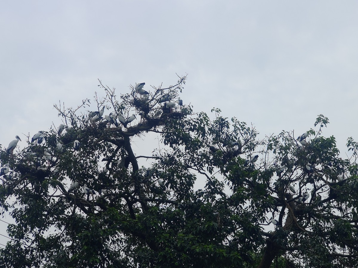 Asian Openbill - Pujan Narjinary