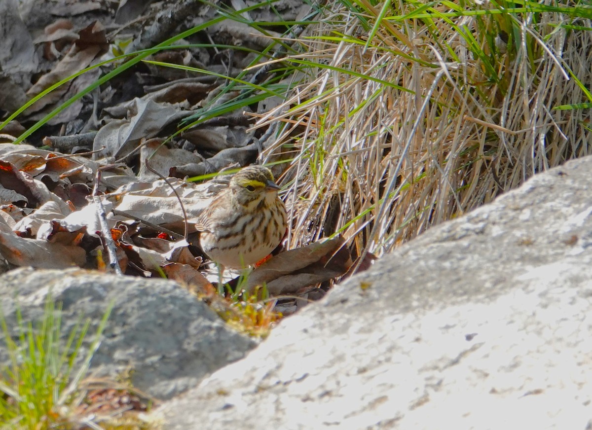 Savannah Sparrow - ML620696051