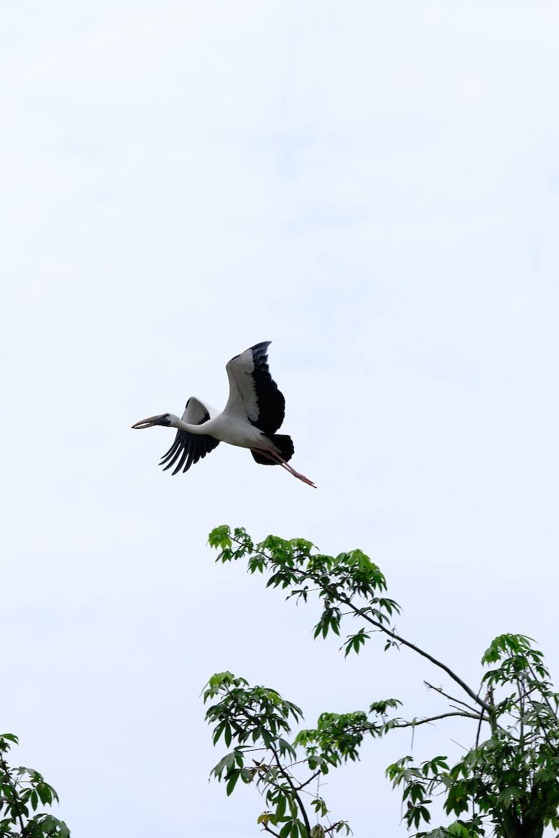 Asian Openbill - ML620696054