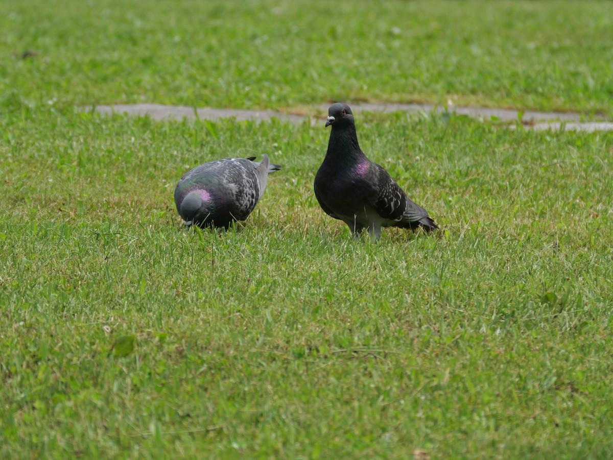 Rock Pigeon (Feral Pigeon) - ML620696055